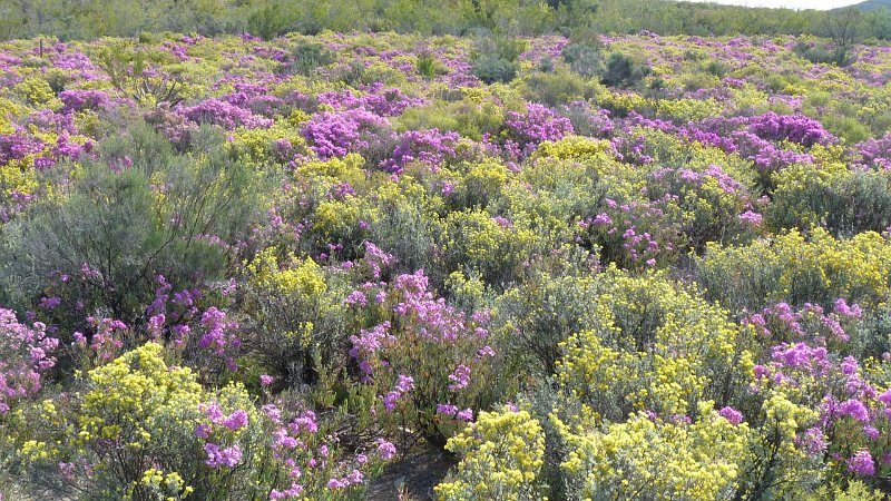 (79) Fynbos flowers.JPG